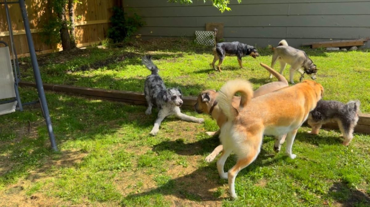 A group of dogs playing together on the grass at Bark Inn