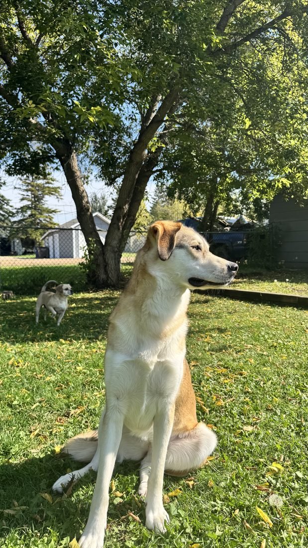 Astrid, one of the resident dogs at Bark Inn, sitting in the yard