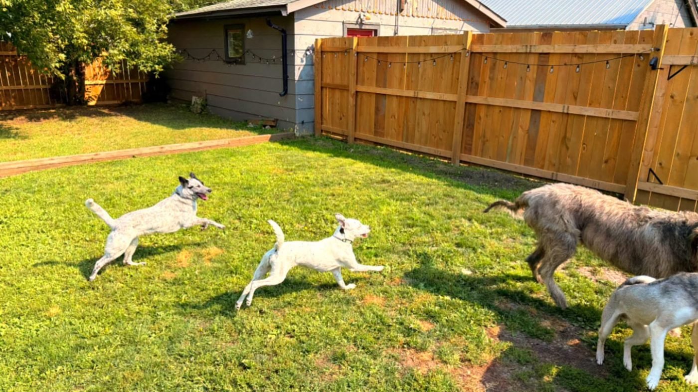 Dogs playing together on the grass during an outdoor session at Bark Inn