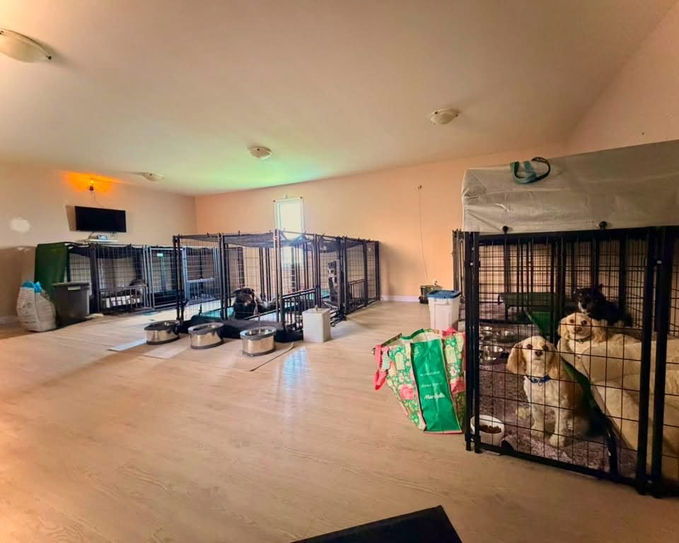 The indoor boarding room at Bark Inn, with individual kennels along the wall and dogs resting in them