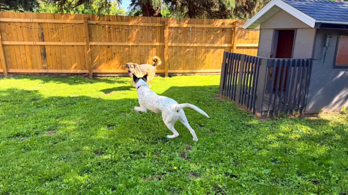 A dog leaping across the grass in the fenced yard at Bark Inn