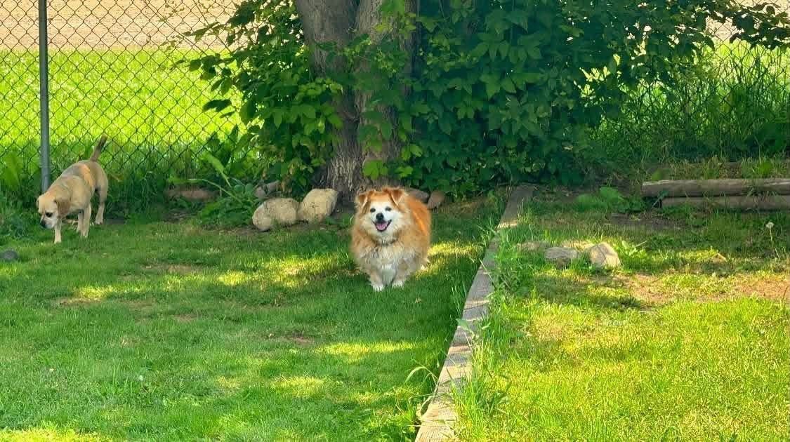 Two dogs resting under the trees in the yard at Bark Inn
