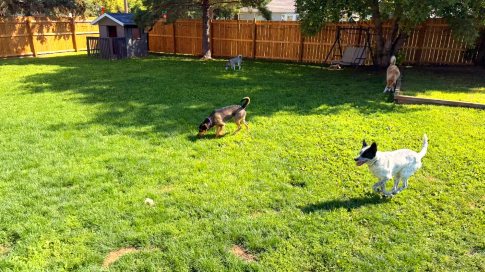 Dogs playing and exploring together in the sunny fenced back yard at Bark Inn