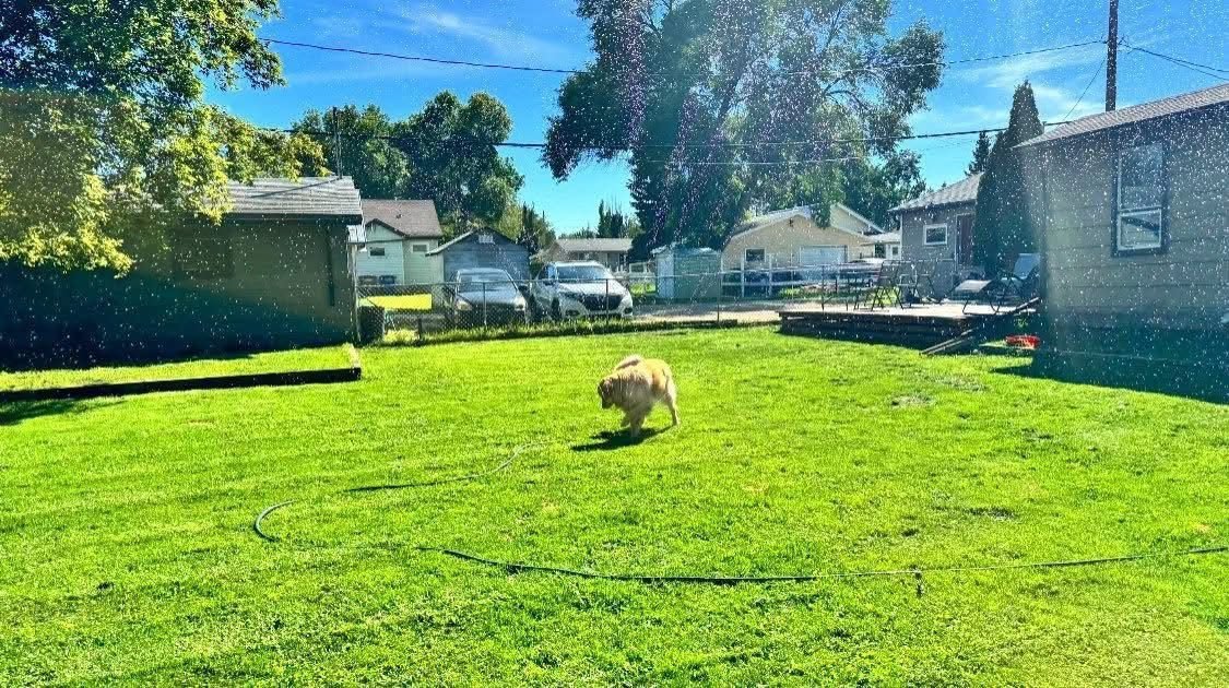 The wide securely fenced grass yard at Bark Inn