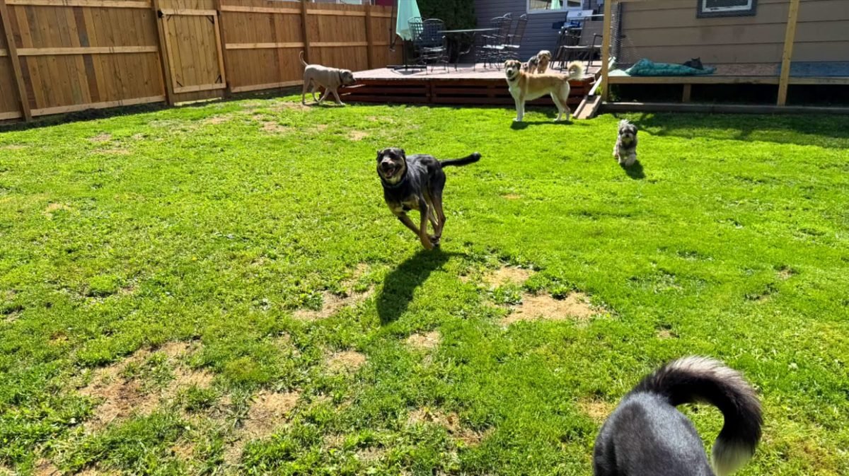 Dogs playing in the securely fenced yard behind the house at Bark Inn
