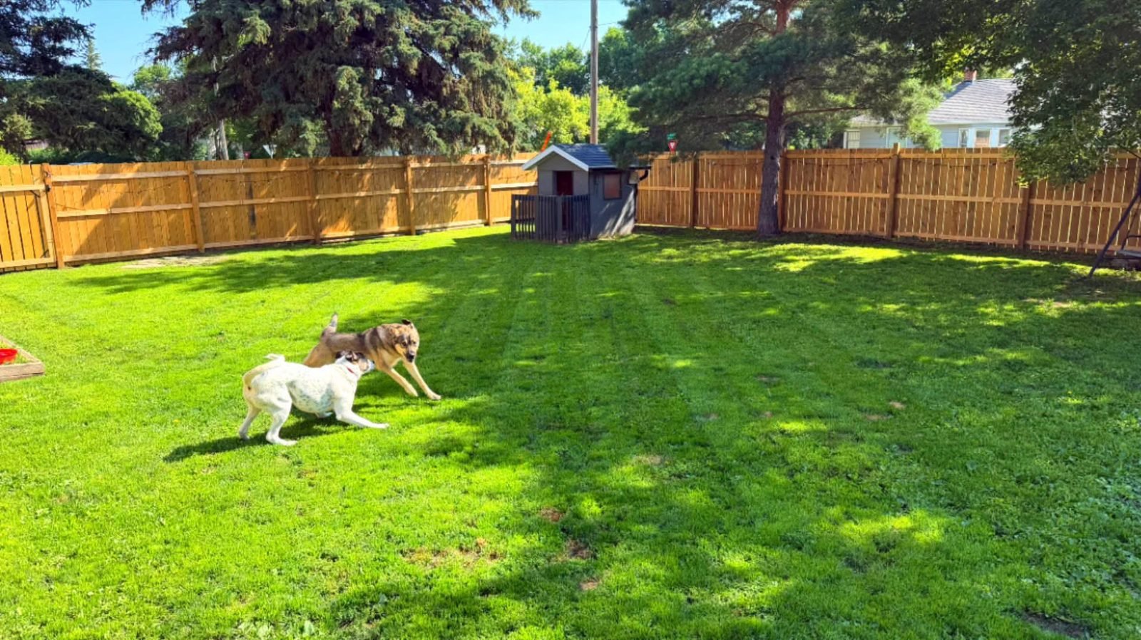 Dogs playing in the securely fenced yard at Bark Inn